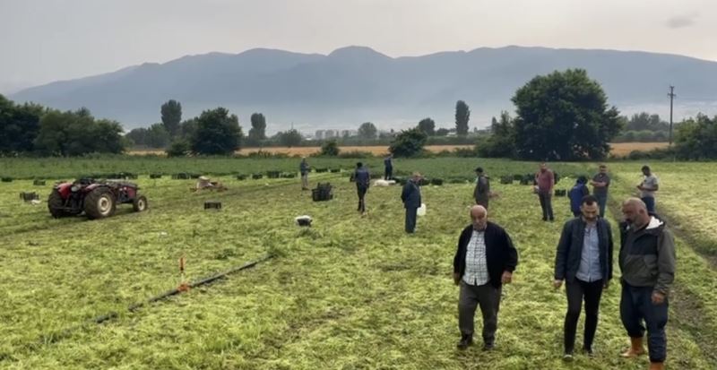 Maydonoz tarlasına yıldırım düştü...Ecel ekmek peşindeyken yakaladı
