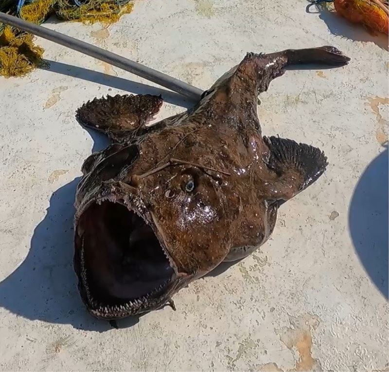 50 kiloluk dev fener balığı yakaladı
