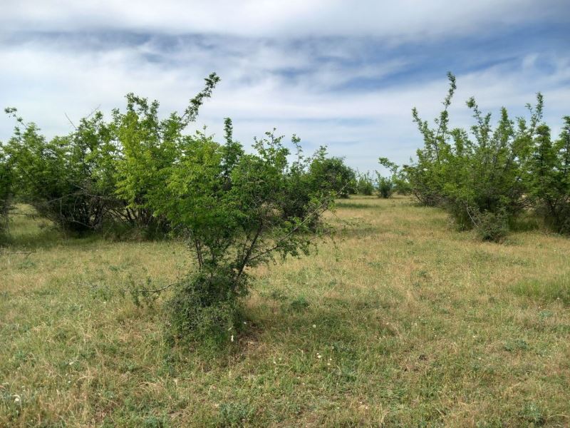 Kırklareli’nde parçalanmış ceset bulundu
