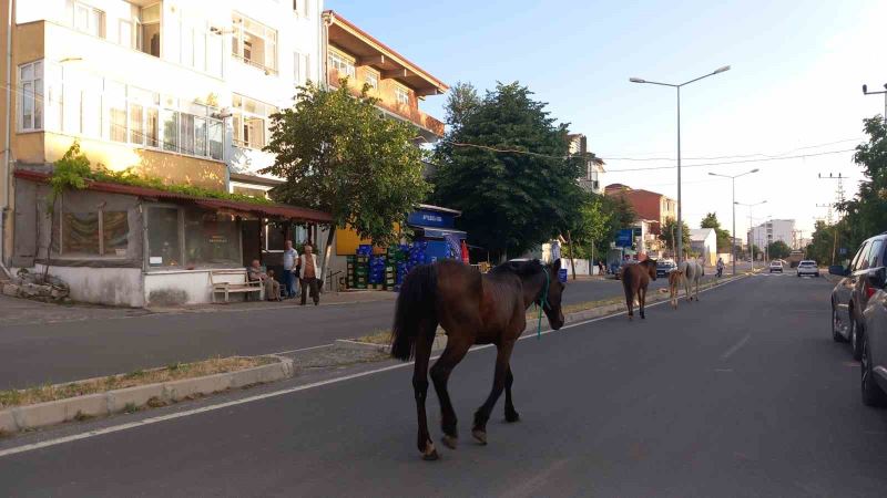 Kırklareli’nde başıboş atlar trafiği tehlikeye sokuyor
