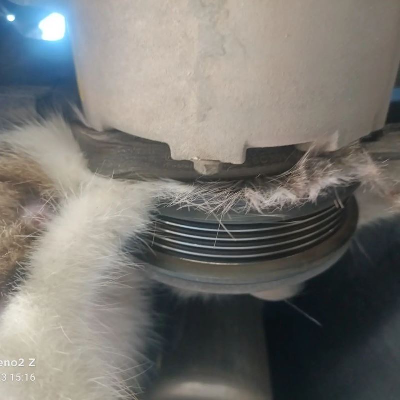 Yalova’da otomobilin klima kayışına sıkışan kedi kurtarıldı
