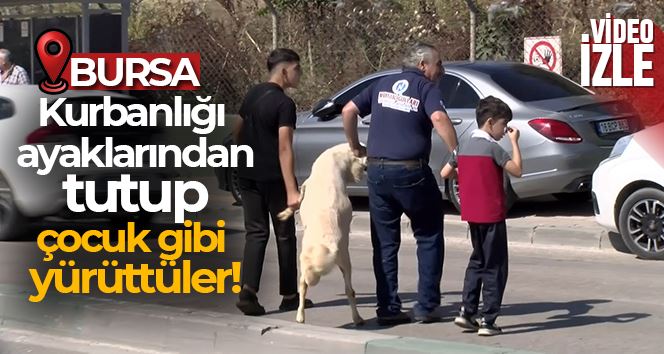 Kurbanlığı ayaklarından tutup çocuk gibi yürüttüler