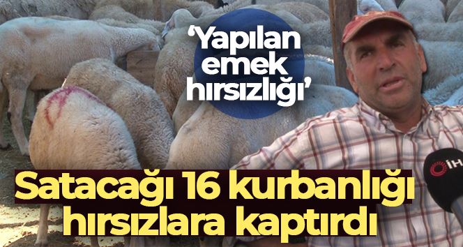 Satacağı 16 kurbanlığı hırsızlara kaptırdı