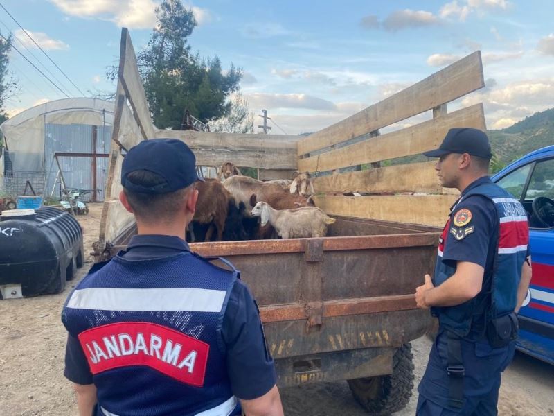 Bilecik’te ormanda kaybolan 11 küçükbaş hayvanı jandarma buldu
