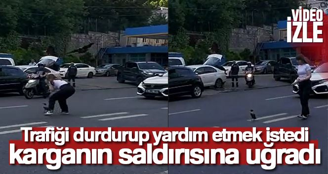 Trafiği durdurup yardım etmek istedi, karganın saldırısına uğradı: O anlar kamerada