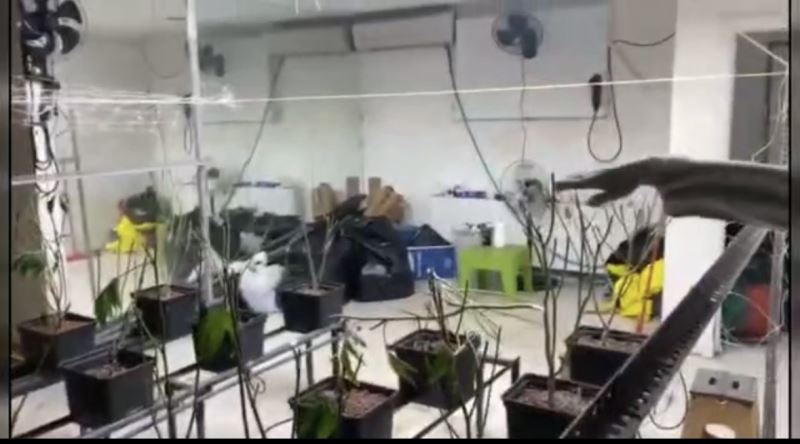 Sarıyer’de sera eve operasyon kamerada: 5 milyon liralık marihuana ele geçirildi