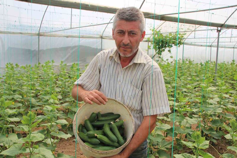 ’Marmara’nın Küçük Antalya’sı’ olarak bilinen Söğüt ve İnhisar ilçelerine bağlı köylerde salatalık hasadı başladı
