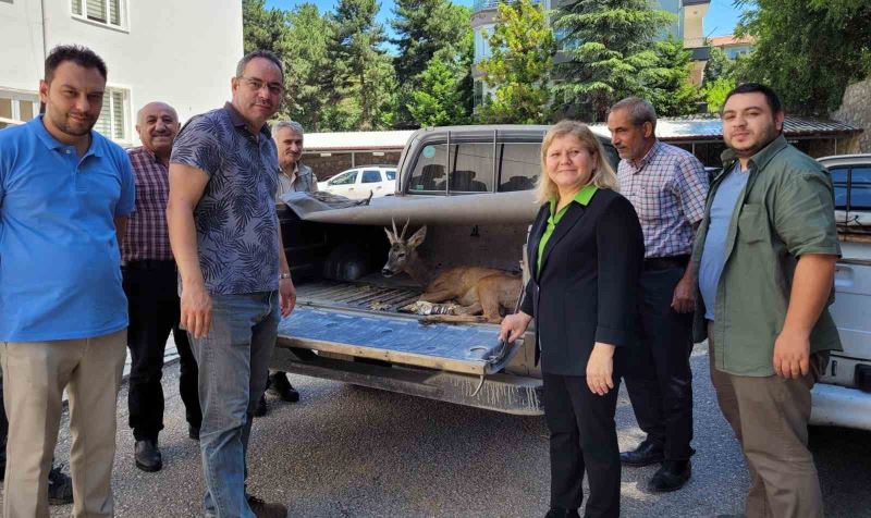 Yaralı karacayı vatandaşlar kurtardı
