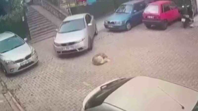 Kartal’da yerde yatan köpeği otomobiliyle ezerek telef etti
