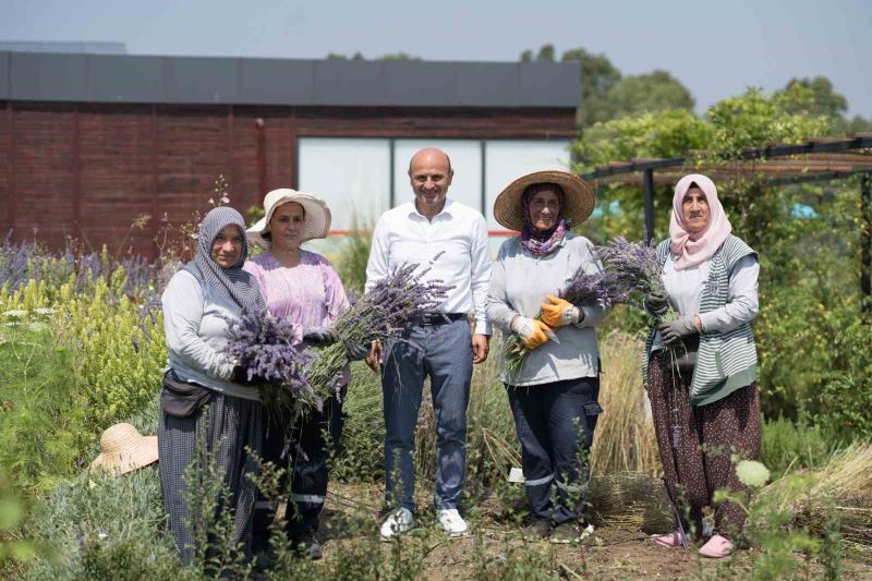 Altınova Belediyesi Tıbbi Aromatik Bitkiler Bahçesi’nde hasat sezonu başladı
