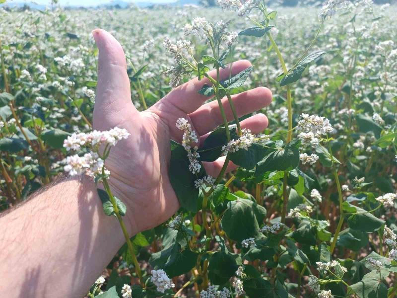 Gölpazarı’nda karabuğdaylar çiçek açtı
