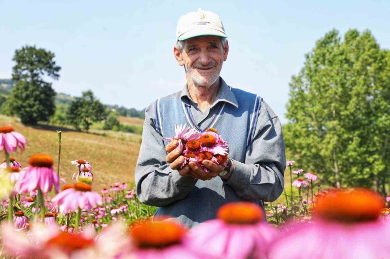 Ekinezya hasat için gün sayıyor
