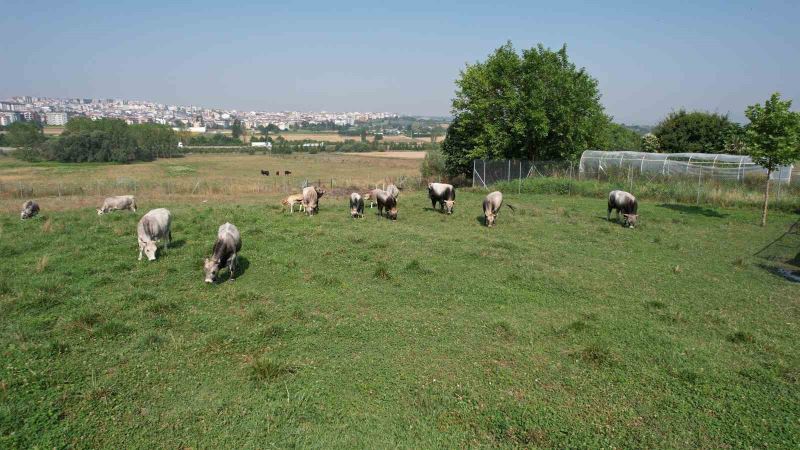 Türkiye’nin ’Boz sığır’ ırkı koruma altına alındı
