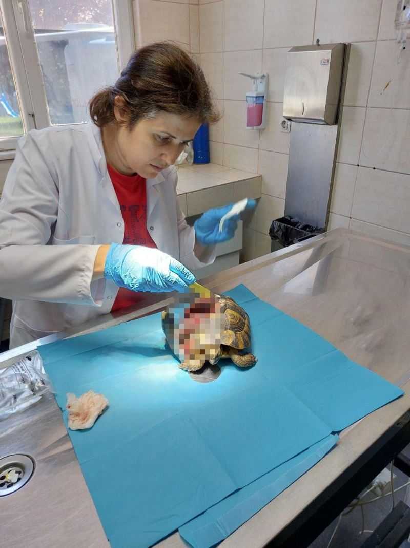 Yalova’da kabuğu kırılan kaplumbağanın tedavisi yapıldı
