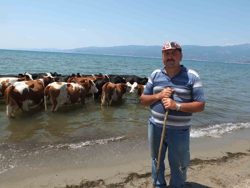 Balıkesir’de sıcaktan bunalan inekler soluğu denizde alıyor
