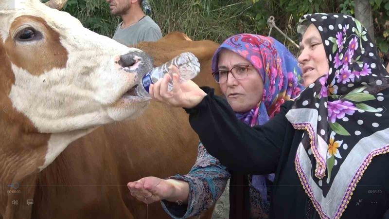 Yalova’da susuz kalan köylü yol kapattı, pet şişeyle ineklerine su içirdi

