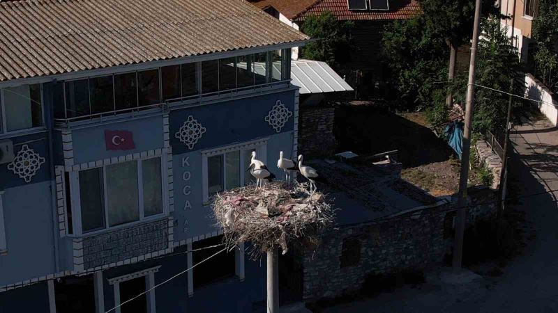   Yaren leylek ve 4 yavrusu vedaya hazırlanıyor