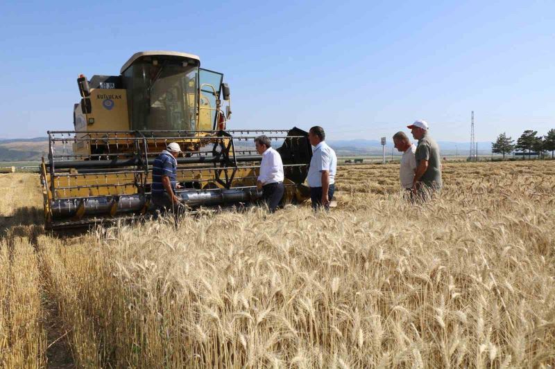 Amasya’da meslek lisesinden 40 ton buğday hasadı
