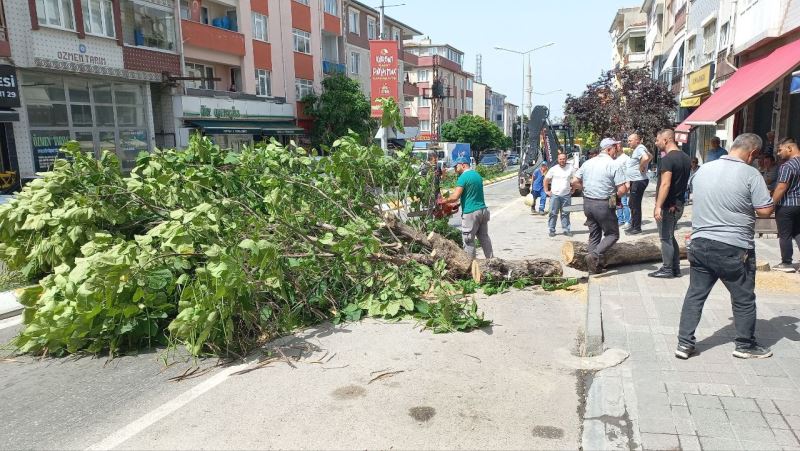 Edirne’de taksinin üstüne devrilen ağaç 2 saat boyunca trafiği kapattı
