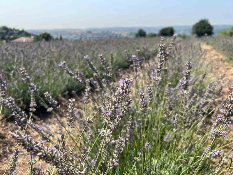 Beykoz’da 162 dönüm lavanta bahçesi