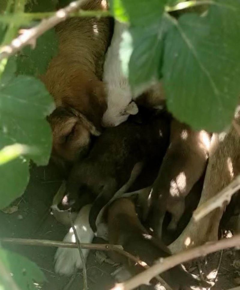 Kırklareli’nde anneleri kazada ölen yavru köpekler barınağa teslim edildi
