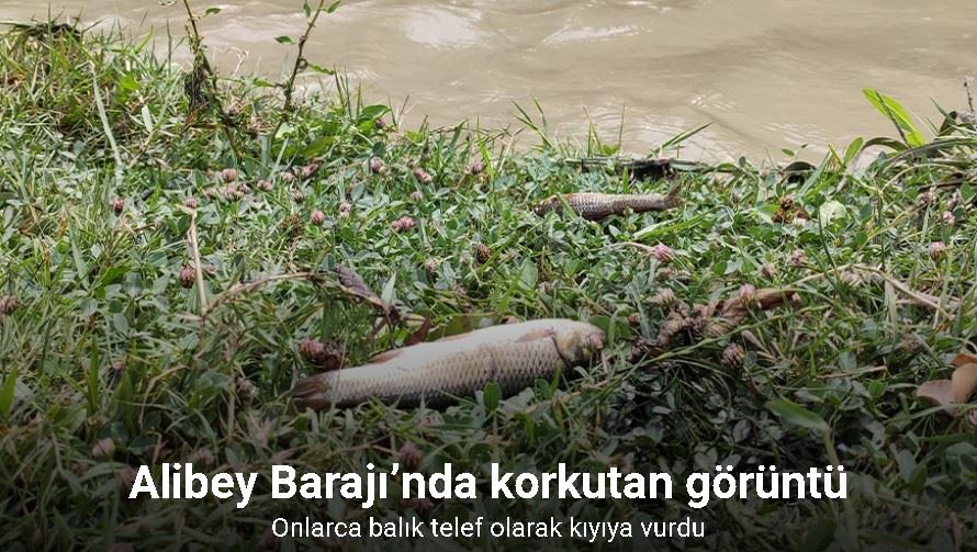 Alibey Barajı’na akan derede korkutan görüntü: Onlar balık telef olarak kıyıya vurdu