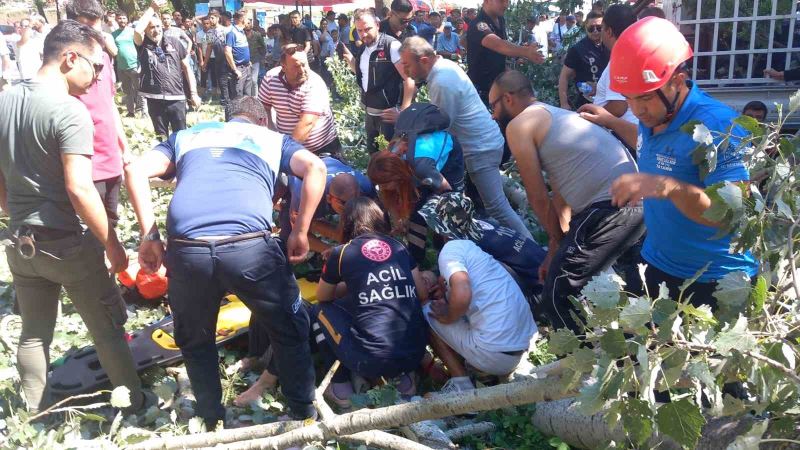 Kırkpınar’da korkutan anlar: Devrilen ağacın altında kalan 2 kişi yaralandı
