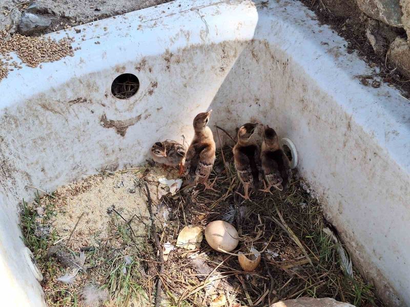 Çınarcık DKMP’de 4 tavus kuşu yavrusu yumurtandan çıktı
