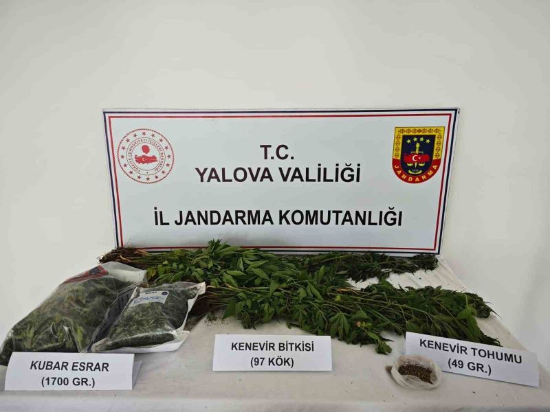 Yalova’da kenevir yetiştirilen villaya operasyon: 1 tutuklama
