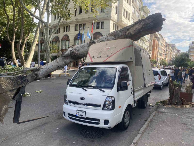 Çürüyen ağaç kamyonetin üstüne devrildi, şans eseri kimse yaralanmadı
