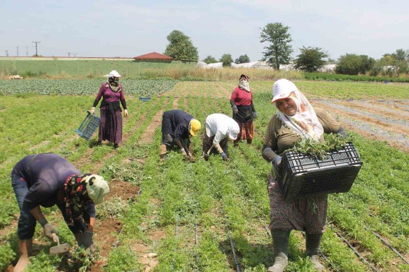 Edirne’de ev hanımları tarlalarda rızıklarını çıkarıyor
