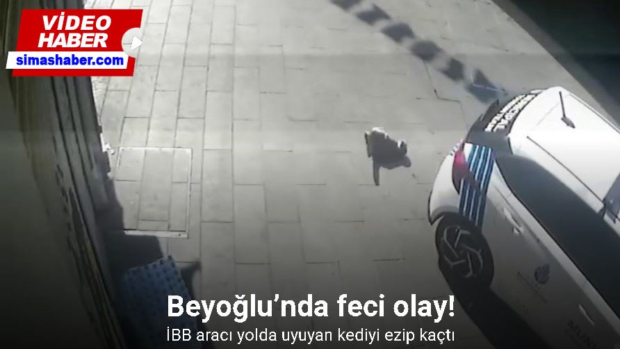 Beyoğlu’nda feci olay kamerada: İBB aracı kediyi ezip kaçtı