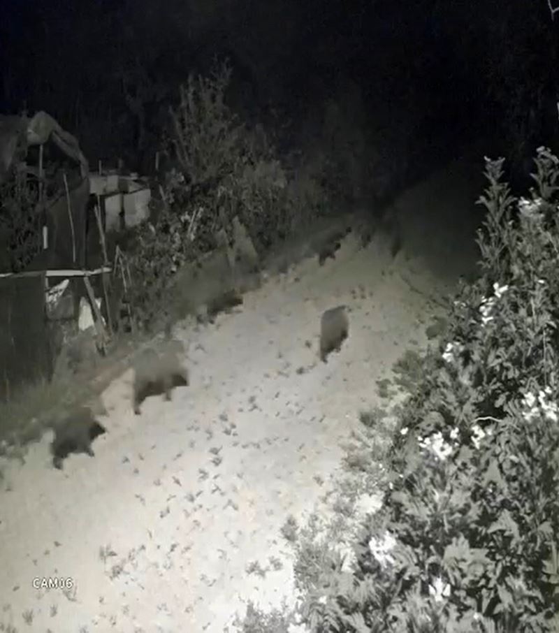 Yalova’da köy merkezine inen domuz sürüsü güvenlik kamerasına yansıdı
