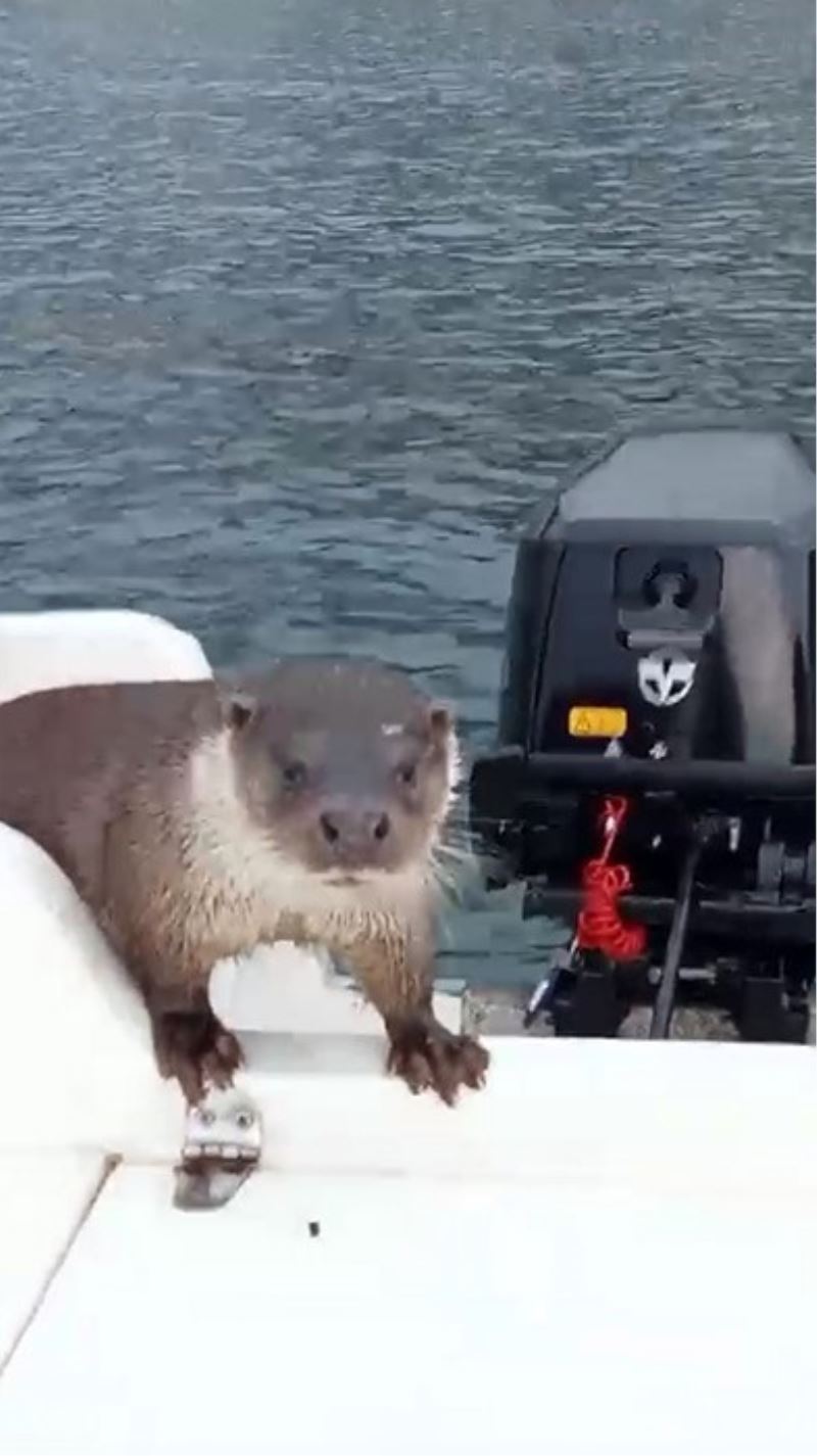 Balıkçı teknesinde sürpriz misafir
