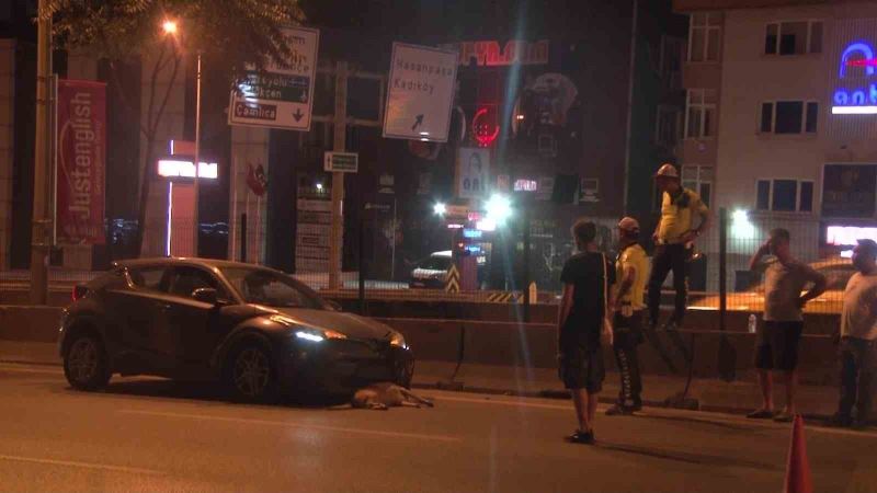 Yolun karşısına geçmeye çalışan köpeğe otomobil çarptı
