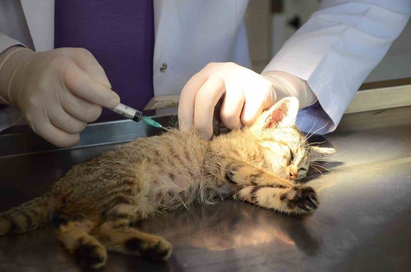 Hasta yavru kedilerin imdadına Bozüyük Belediyesi yetişiyor