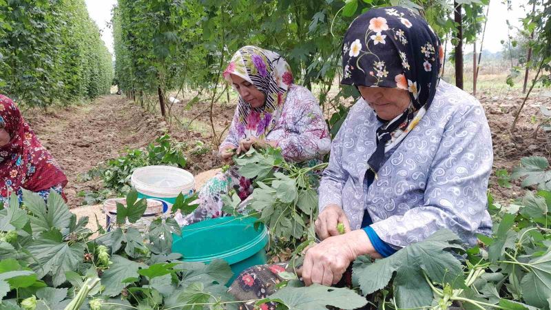 Türkiye’de sadece Bilecik’te yetişen endüstriyel bitki şerbetçi otunun hasadı başladı
