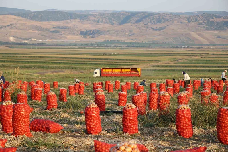 Amasya’da soğan tarlada 4 lira
