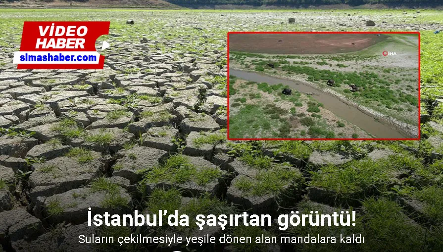 İstanbul’da şaşırtan görüntü: Suların çekilmesiyle yeşile dönen alan mandalara kaldı