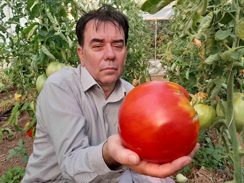 (ÖZEL) Bu yılın hedefi 1,8 kilogramlık domates
