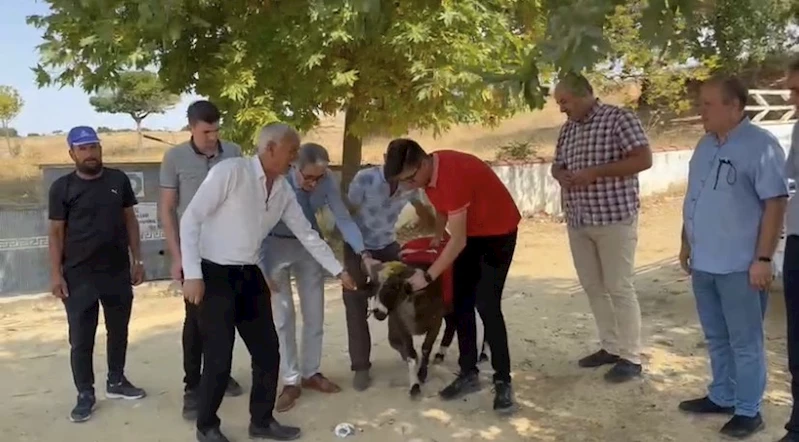 Cumhurbaşkanı Erdoğan için adak kestiler
