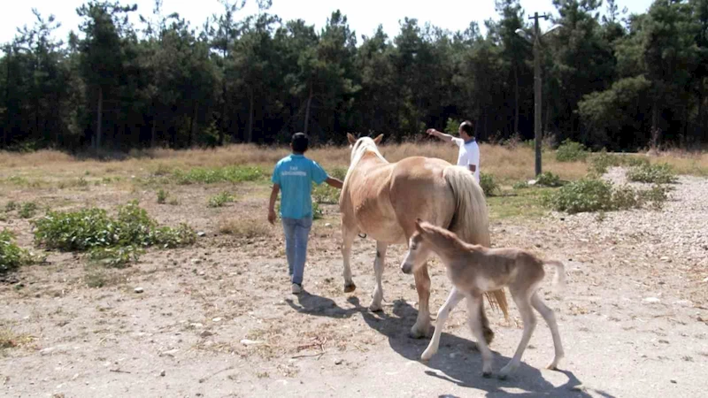 Üniversitede tay sevinci
