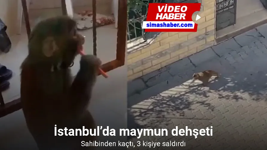 İstanbul’da maymun dehşeti