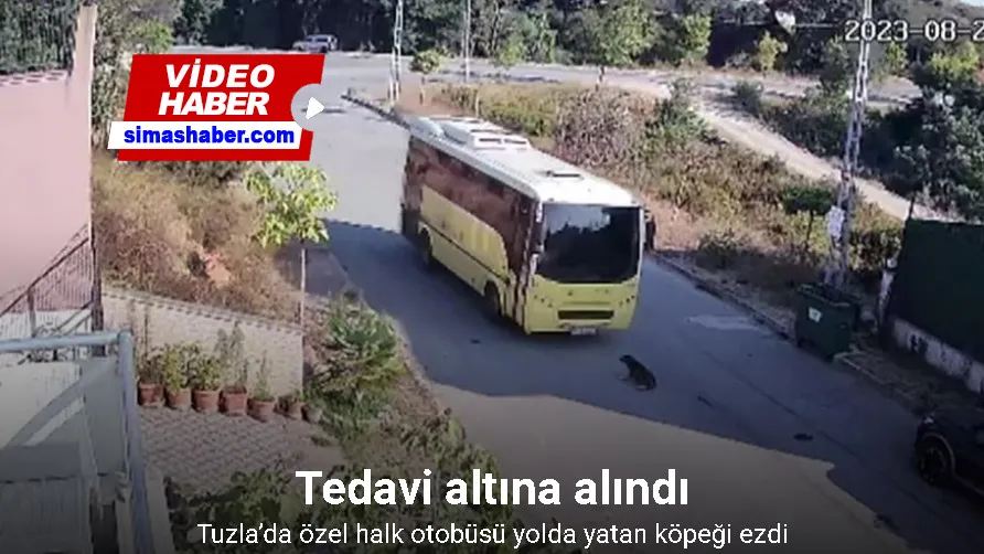 Tuzla’da özel halk otobüsü yolda yatan köpeği ezdi