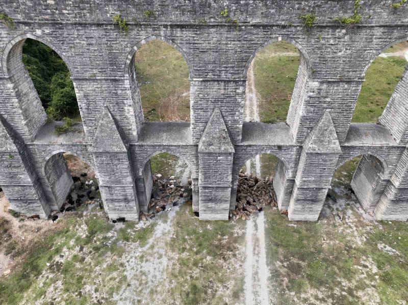 Alibey Barajında sıcaktan bunalan koyunlar gölgeye sığındı
