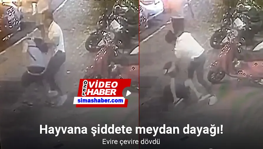 İstanbul’da hayvana şiddete meydan dayağı kamerada: Evire çevire dövdü