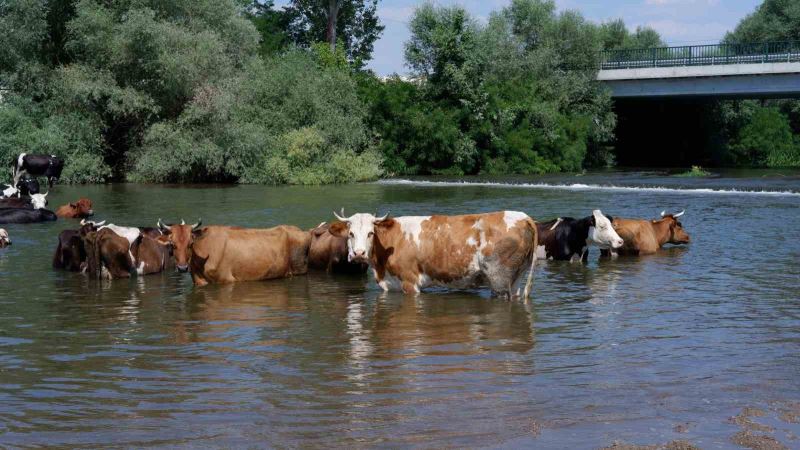 Çobanlar sıcaktan bunalan sürüleri Tunca Nehri’nde serinletiyor
