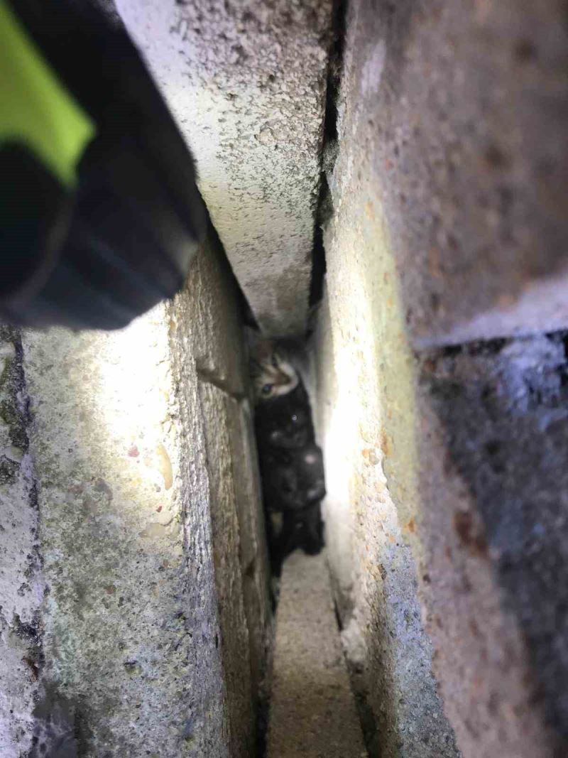 Duvar arasına sıkışan yavru kediler kurtarıldı
