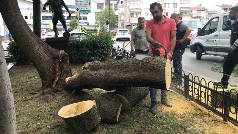 Kadıköy’de şiddetli rüzgâr ağacı devirdi
