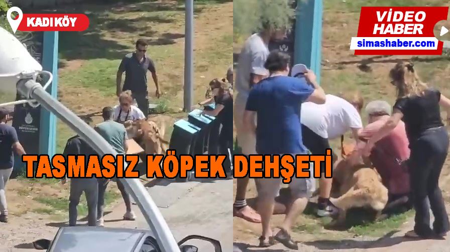 Kadıköy’de tasmasız köpek dehşeti